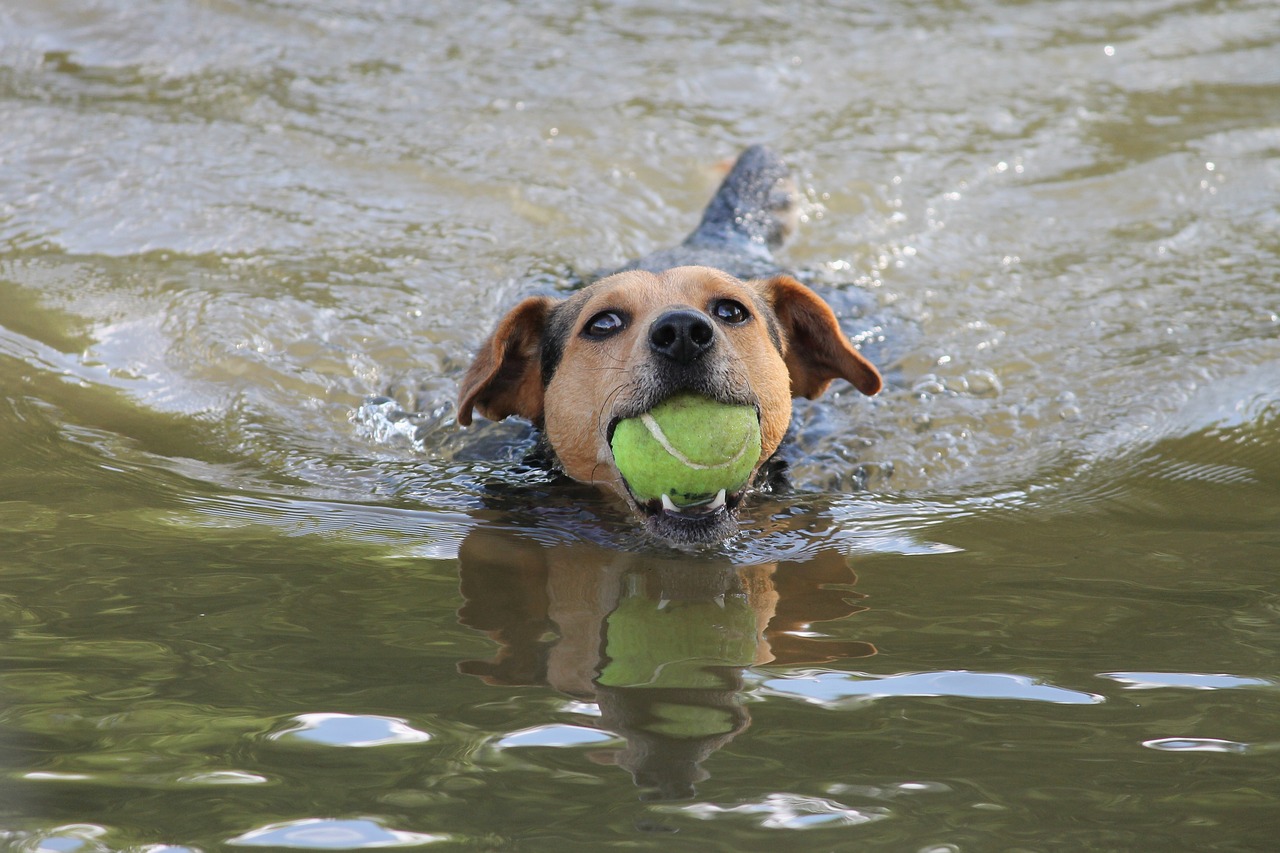 dog retrieves a ball