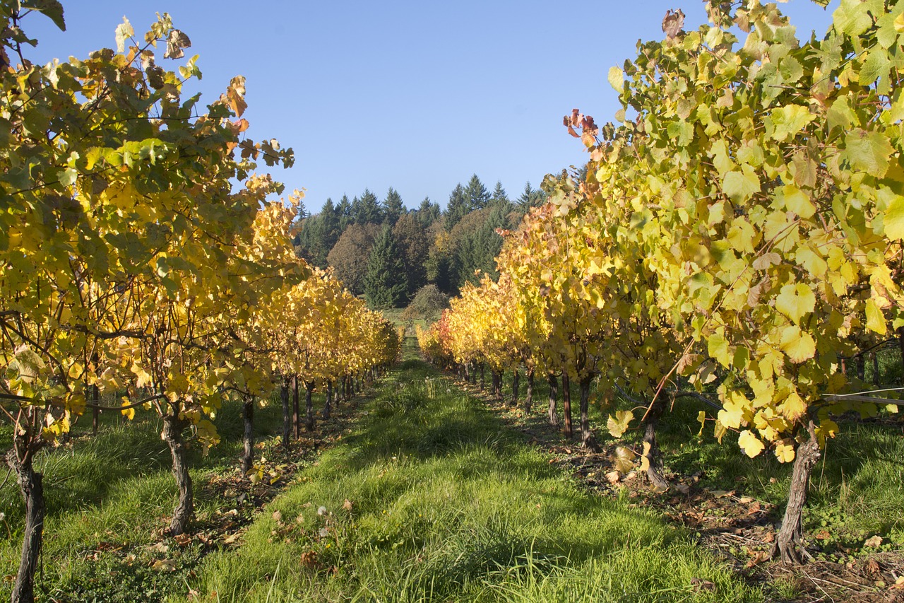 Oregon Vineyard