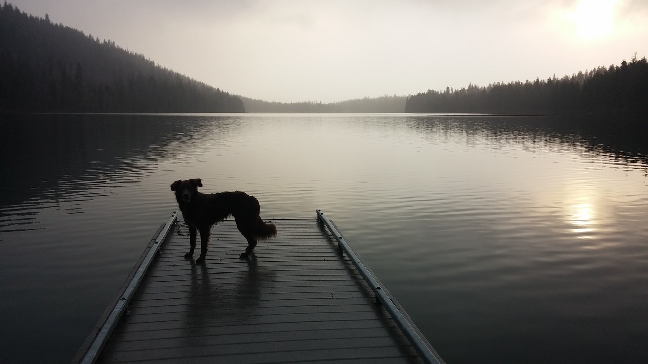 Dog on dock in oregon