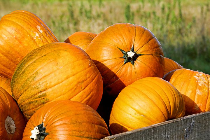 Pumpkins in bin