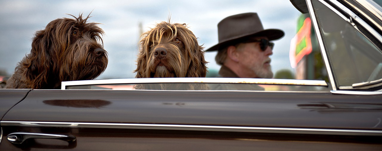 Dogs in car