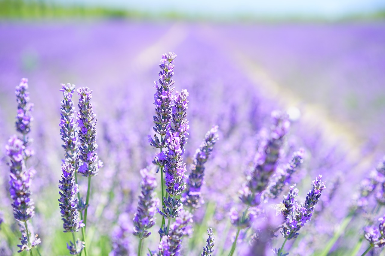 Hood River info: lavender is a popular crop grown