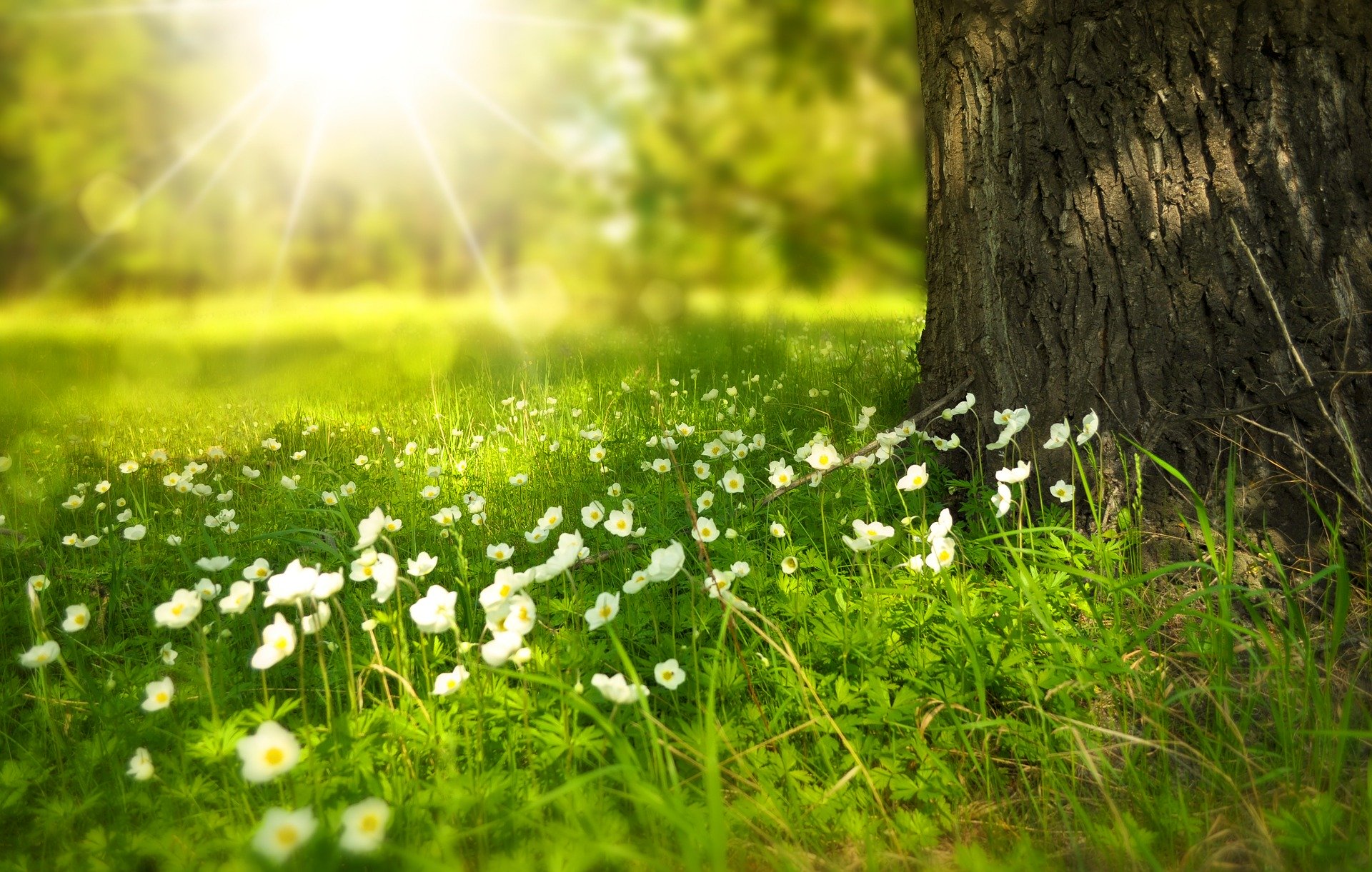 Spring Activities to Enjoy in Hood River